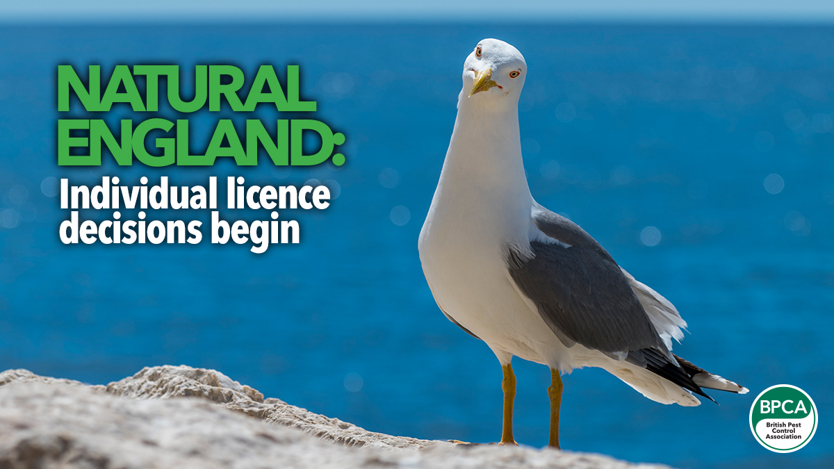 natural england individual licence decisions natural england individual licence decisions